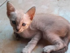 Gato raça Comum idade 2 a 6 meses nome Ploc