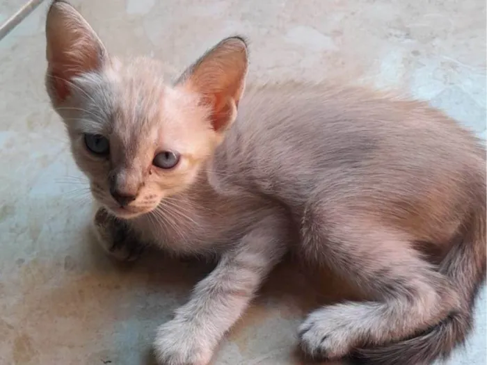 Gato ra a Comum idade 2 a 6 meses nome Ploc