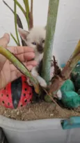 Filô