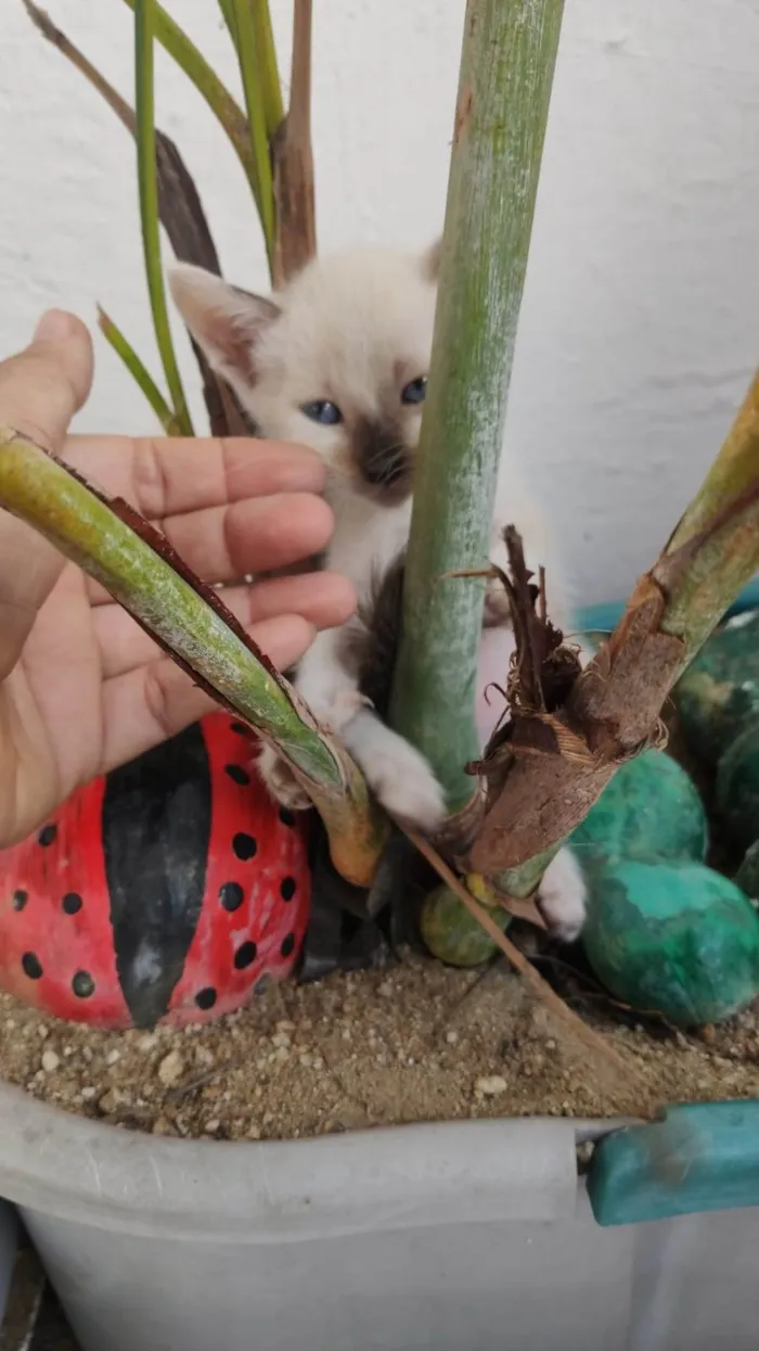 Gato ra a Siamesa idade 2 a 6 meses nome Filô