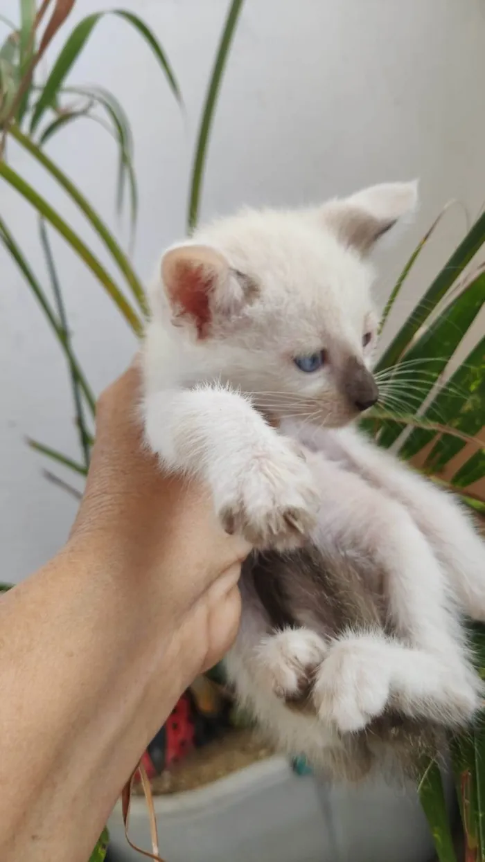 Gato ra a Siamesa idade 2 a 6 meses nome Filô