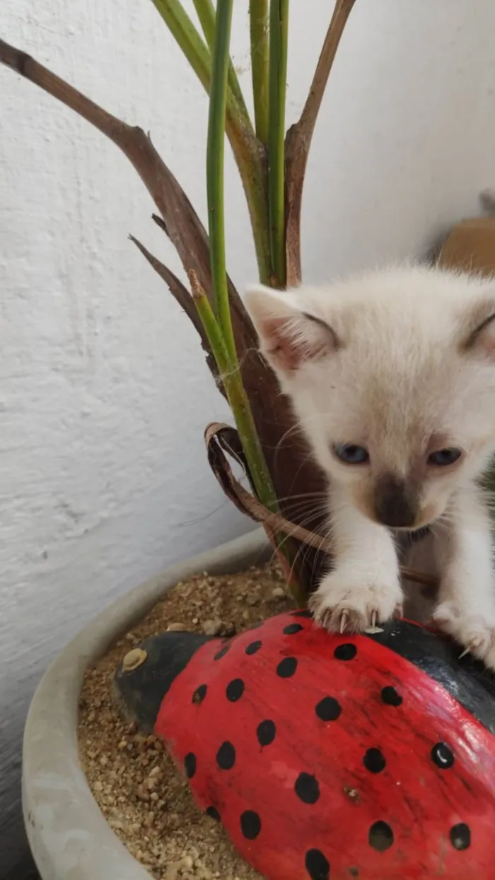 Gato ra a Siamesa idade 2 a 6 meses nome Filô