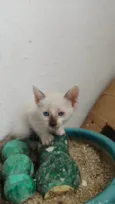 Filô