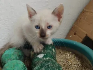 Gato raça Siamesa idade 2 a 6 meses nome Filô