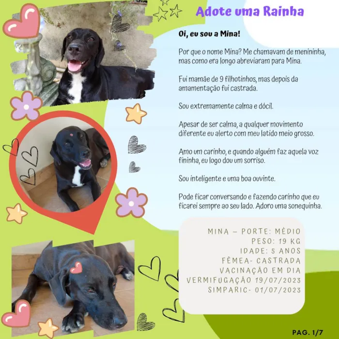 Cachorro ra a SRD-ViraLata idade 5 anos nome Mina