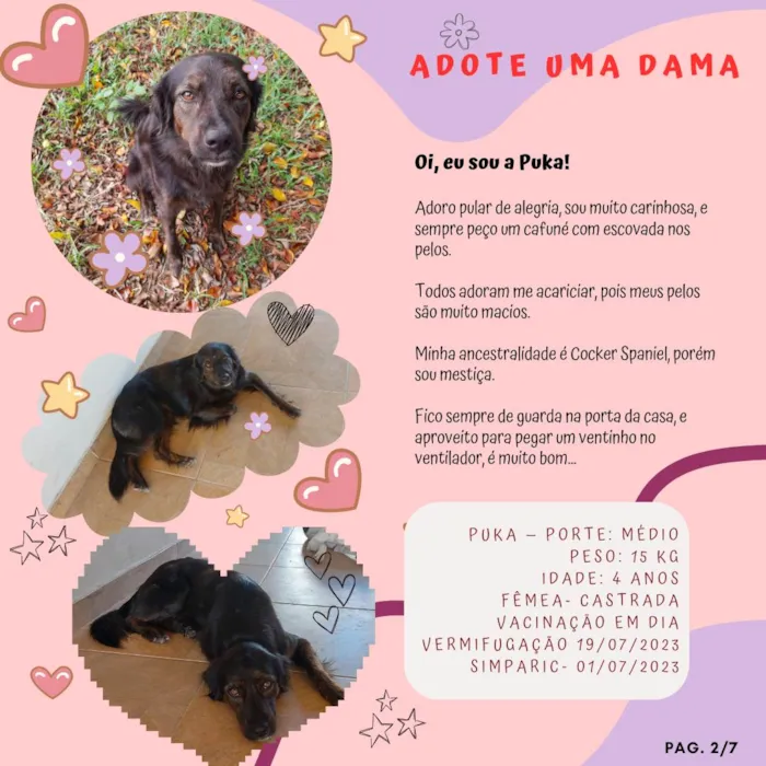 Cachorro ra a SRD-ViraLata idade 4 anos nome Puka