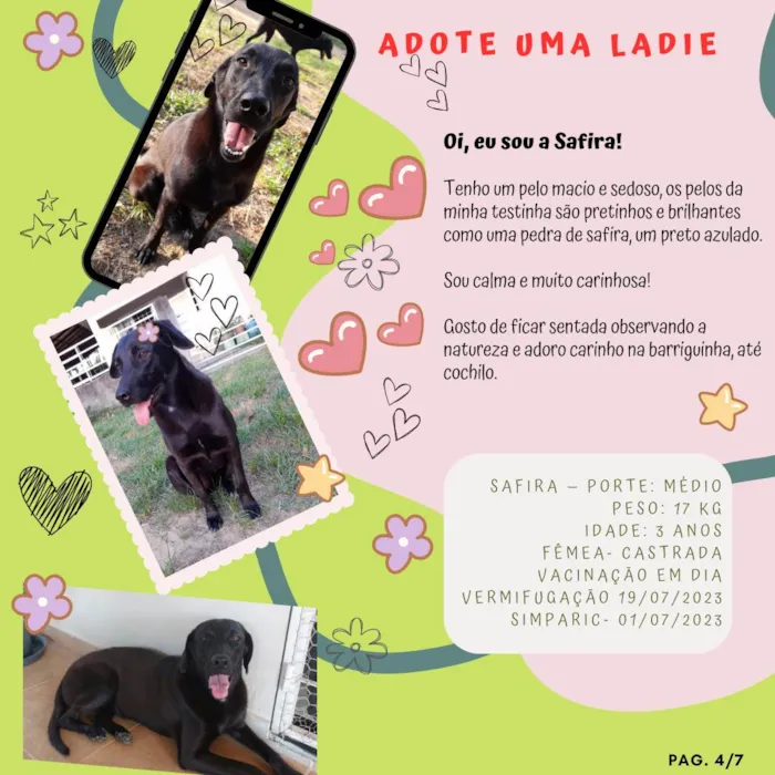 Cachorro ra a SRD-ViraLata idade 3 anos nome Safira