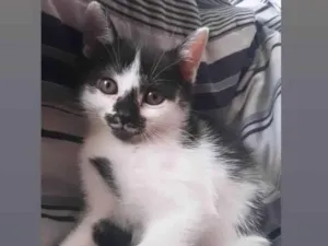Gato raça SRD idade 2 a 6 meses nome Gatinhas