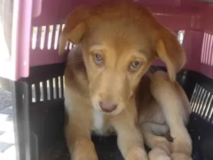Cachorro raça SRD-ViraLata idade 2 a 6 meses nome Fefe