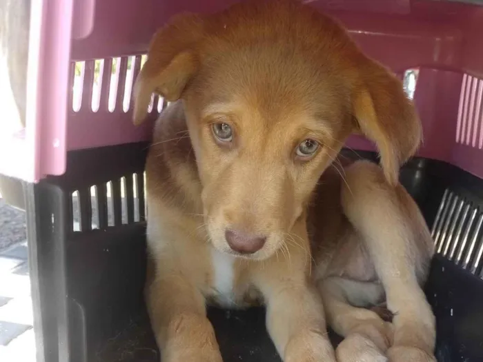 Cachorro ra a SRD-ViraLata idade 2 a 6 meses nome Fefe