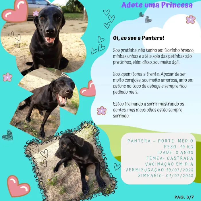 Cachorro ra a SRD-ViraLata idade 3 anos nome Pantera