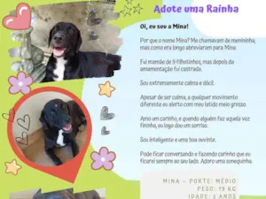 Cachorro raça SRD-ViraLata idade 5 anos nome Mina