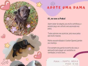 Cachorro raça SRD-ViraLata idade 4 anos nome Puka