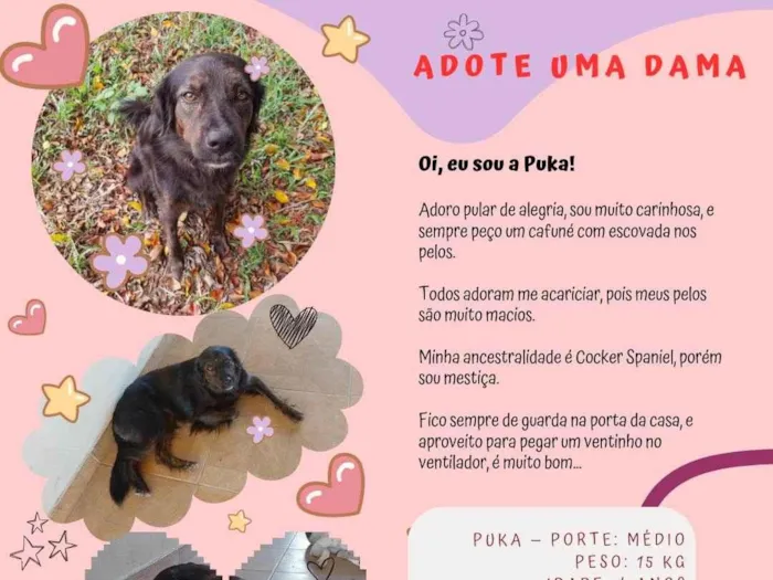 Cachorro ra a SRD-ViraLata idade 4 anos nome Puka