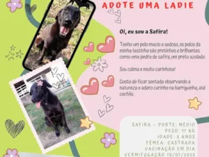 Cachorro raça SRD-ViraLata idade 3 anos nome Safira