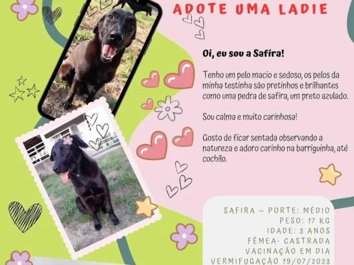 Cachorro ra a SRD-ViraLata idade 3 anos nome Safira