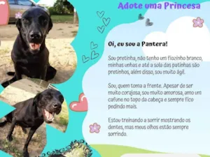 Cachorro raça SRD-ViraLata idade 3 anos nome Pantera