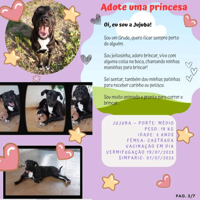 Cachorro ra a SRD-ViraLata idade 3 anos nome Jujuba