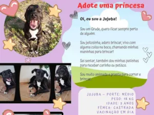 Cachorro raça SRD-ViraLata idade 3 anos nome Jujuba