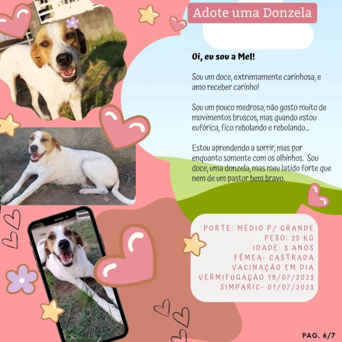 Cachorro ra a SRD-ViraLata idade 3 anos nome Mel
