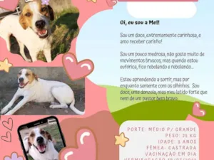 Cachorro raça SRD-ViraLata idade 3 anos nome Mel