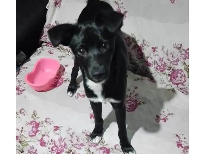 Cachorro ra a Srd idade 2 a 6 meses nome Denver