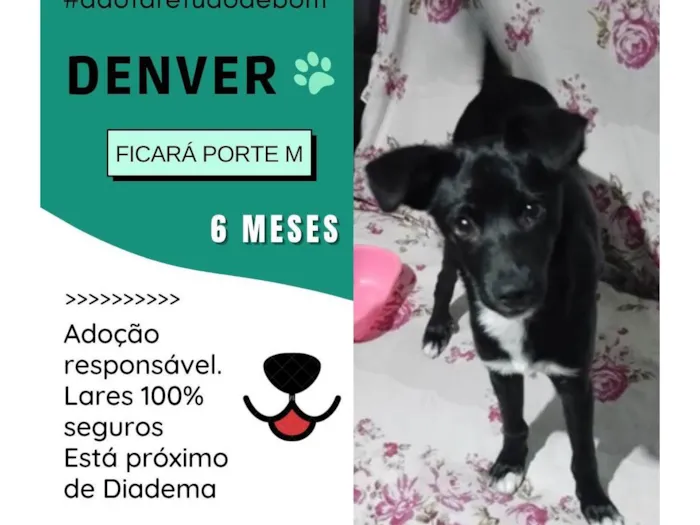 Cachorro ra a Srd idade 2 a 6 meses nome Denver