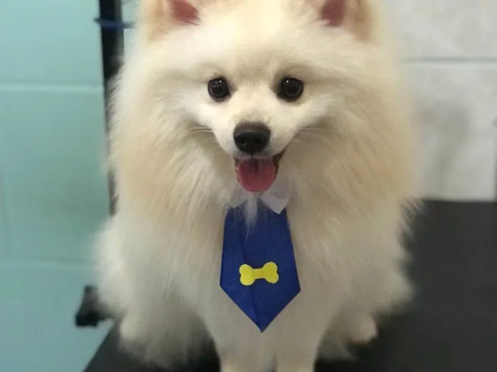 Cachorro ra a Spitz idade 1 ano nome Jorginho 