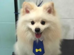 Cachorro raça Spitz idade 1 ano nome Jorginho 