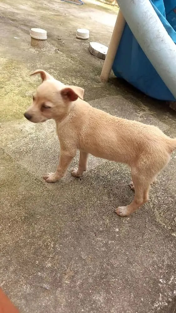 Cachorro ra a SRD idade 2 a 6 meses nome sem nome 