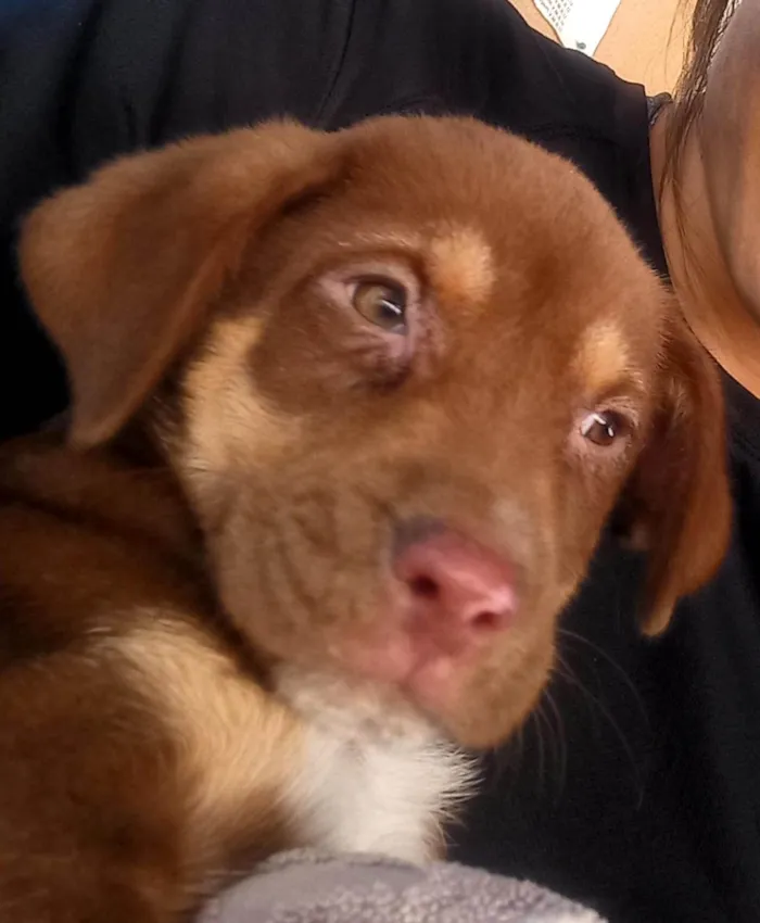 Cachorro ra a Srd idade 2 a 6 meses nome Sem nome 