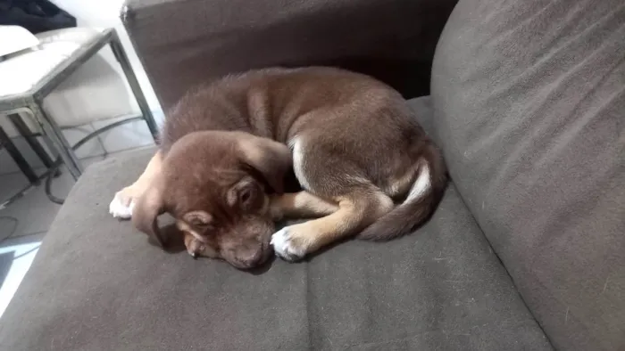 Cachorro ra a Srd idade 2 a 6 meses nome Sem nome 