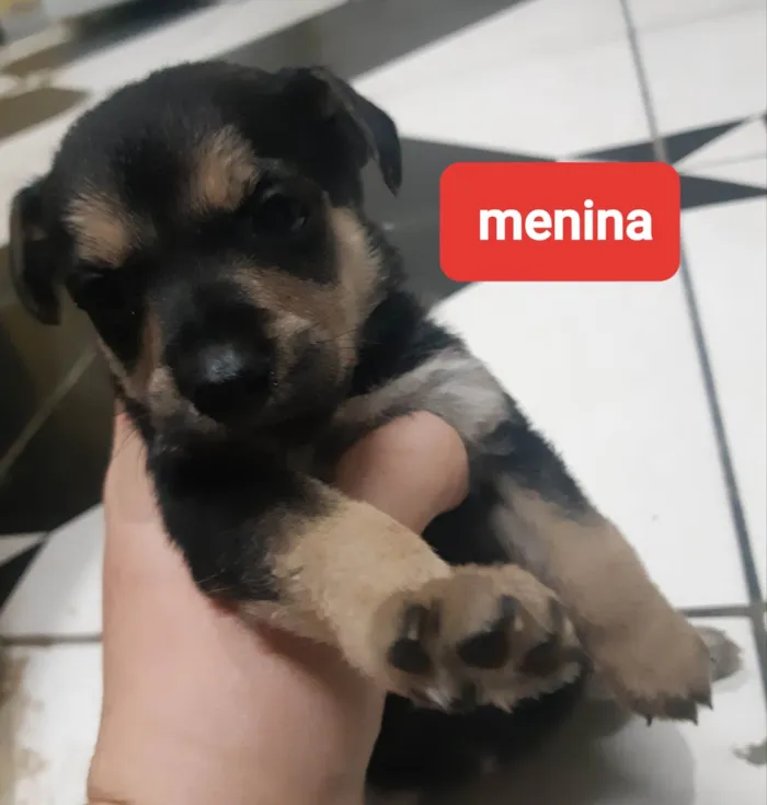 Cachorro ra a Vira-lata  idade  nome Malu