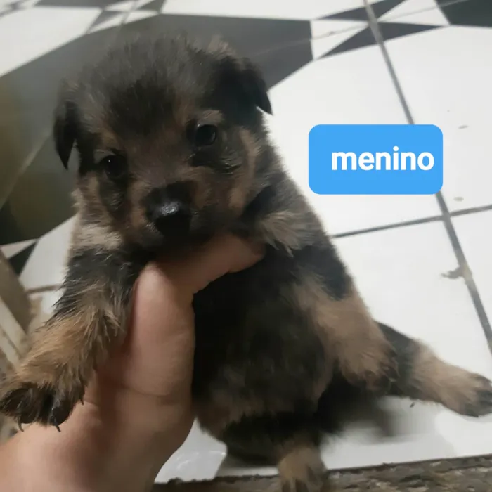 Cachorro ra a Vira-lata  idade  nome Malu