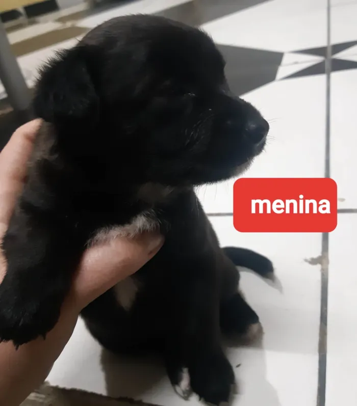 Cachorro ra a Vira-lata  idade  nome Malu