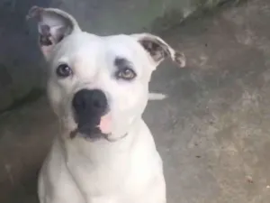 Cachorro raça Pit-Bull idade 3 anos nome Duck 