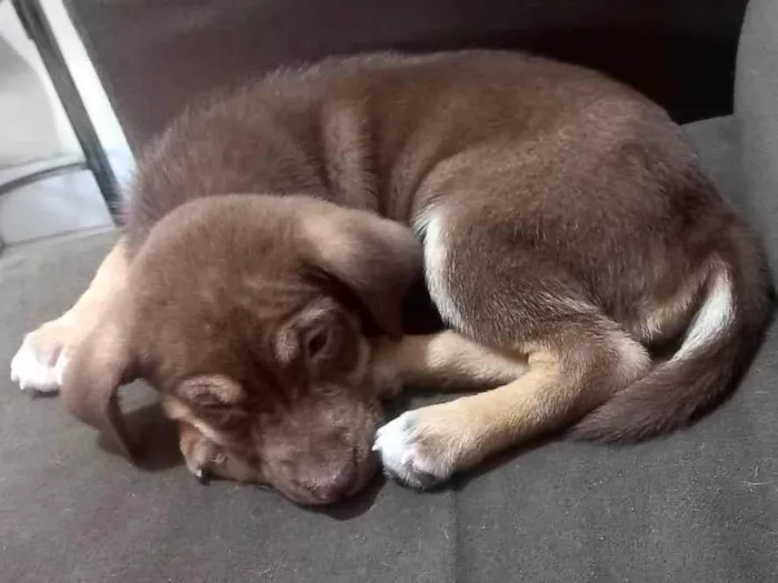 Cachorro ra a Srd idade 2 a 6 meses nome Sem nome 