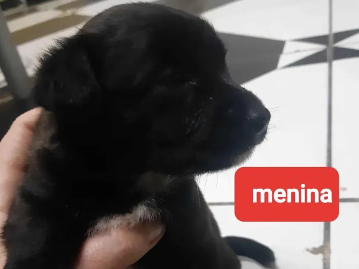 Cachorro ra a Vira-lata  idade  nome Fifi