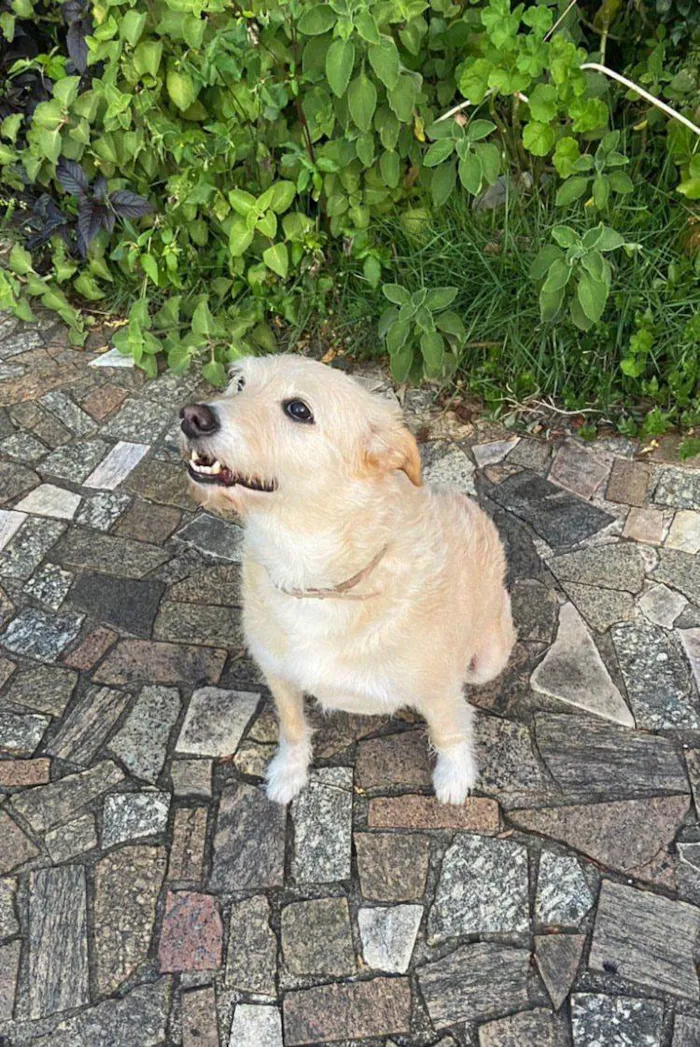 Cachorro ra a Sem raça definida idade 5 anos nome Layla