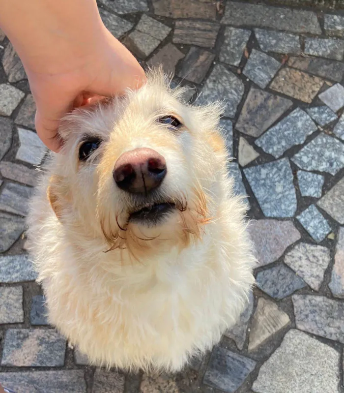 Cachorro ra a Sem raça definida idade 5 anos nome Layla