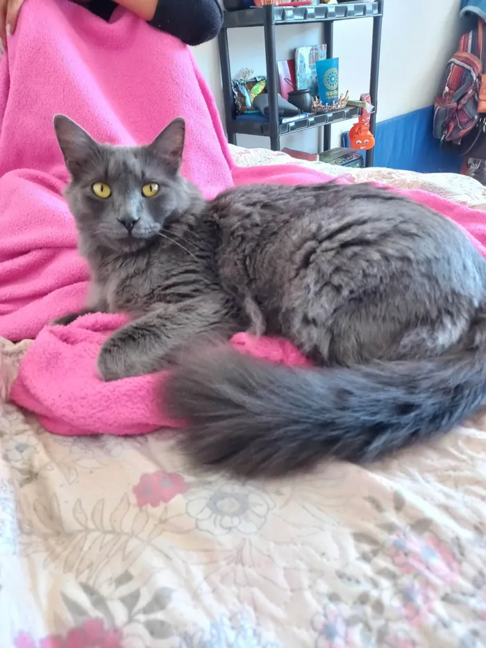 Gato ra a Nebelung idade 3 anos nome Hordak