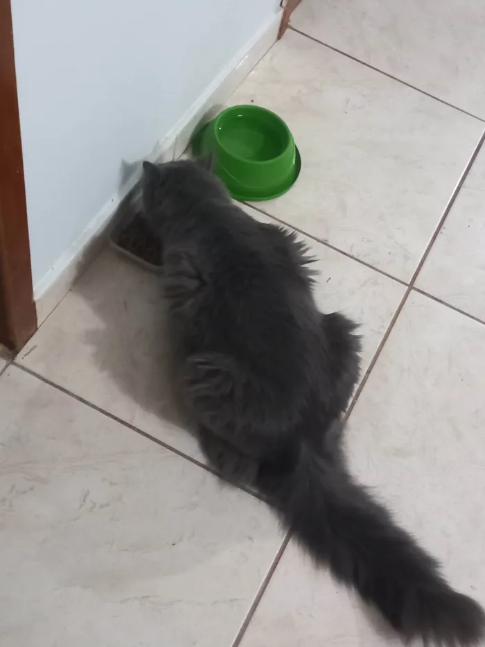 Gato ra a Nebelung idade 3 anos nome Hordak