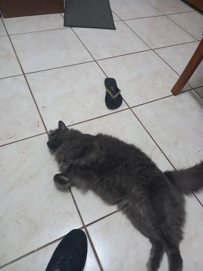 Gato ra a Nebelung idade 3 anos nome Hordak