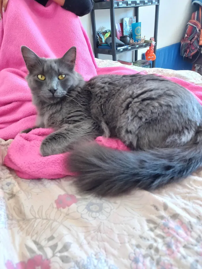 Gato ra a Nebelung idade 3 anos nome Hordak