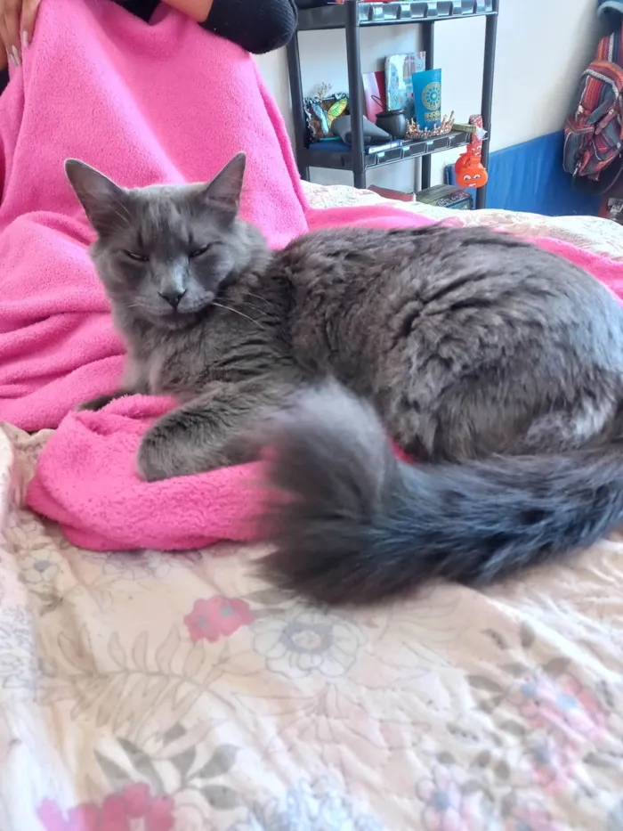 Gato ra a Nebelung idade 3 anos nome Hordak