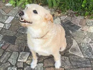 Cachorro raça Sem raça definida idade 5 anos nome Layla