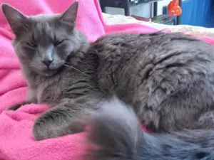 Gato raça Nebelung idade 3 anos nome Hordak