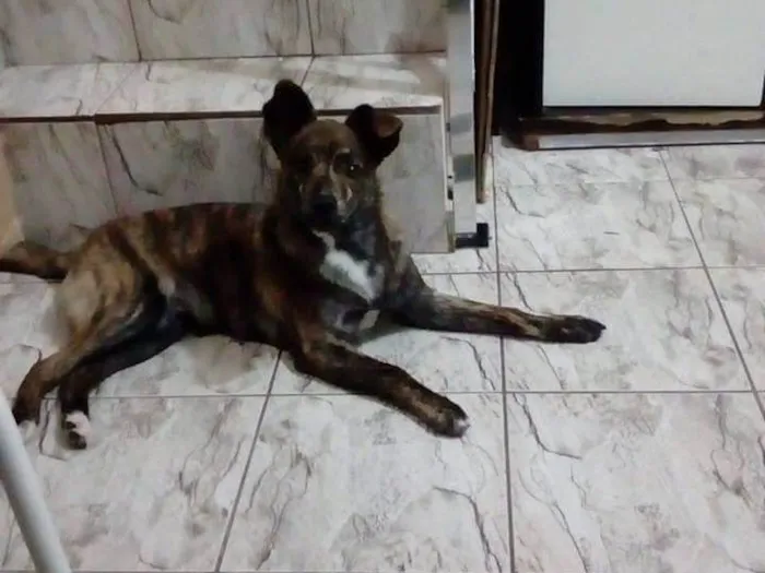 Cachorro ra a SRD-ViraLata idade 2 anos nome Jango