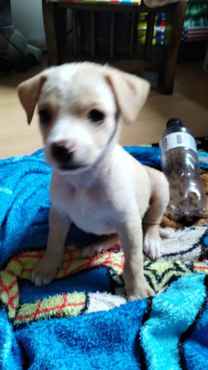 Cachorro ra a SRD-ViraLata idade Abaixo de 2 meses nome Filhotes 55 dias