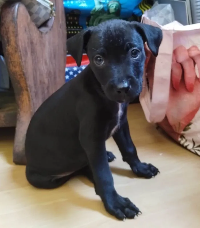 Cachorro ra a SRD-ViraLata idade Abaixo de 2 meses nome Filhotes 55 dias